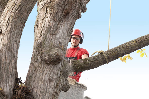 Best Hazardous Tree Removal  in Sturgeon, MO